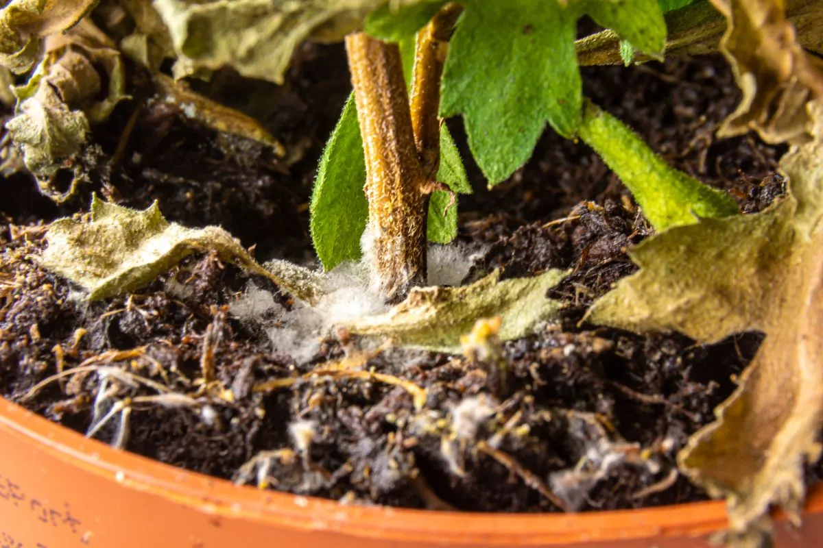 How-Bad-Is-A-Moldy-Plant-Soil