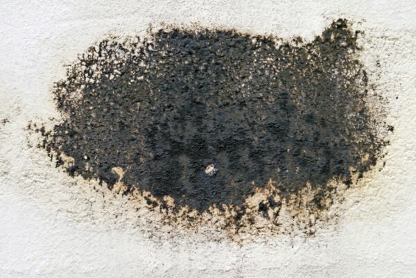 what does black mold look like