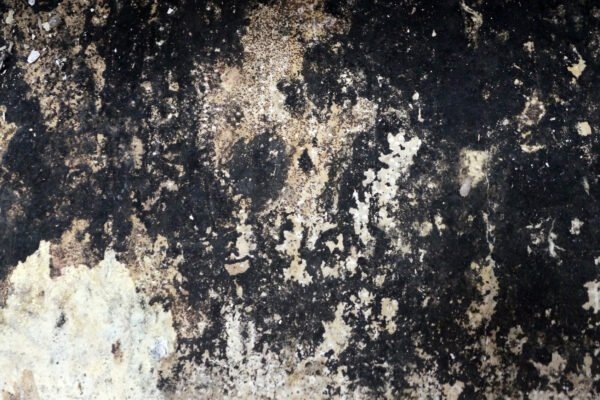 black mold (Stachybotrys chartarum)
